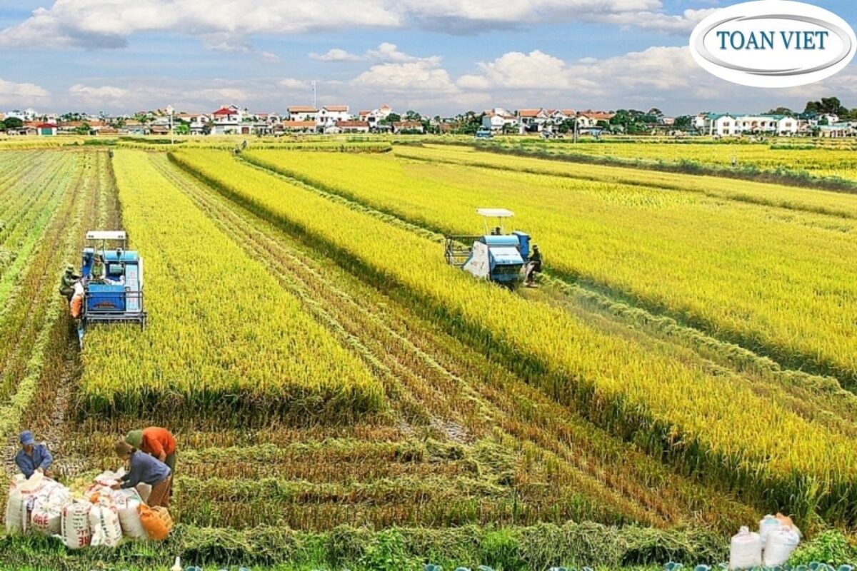 miễn thuế sử dụng đất nông nghiệp